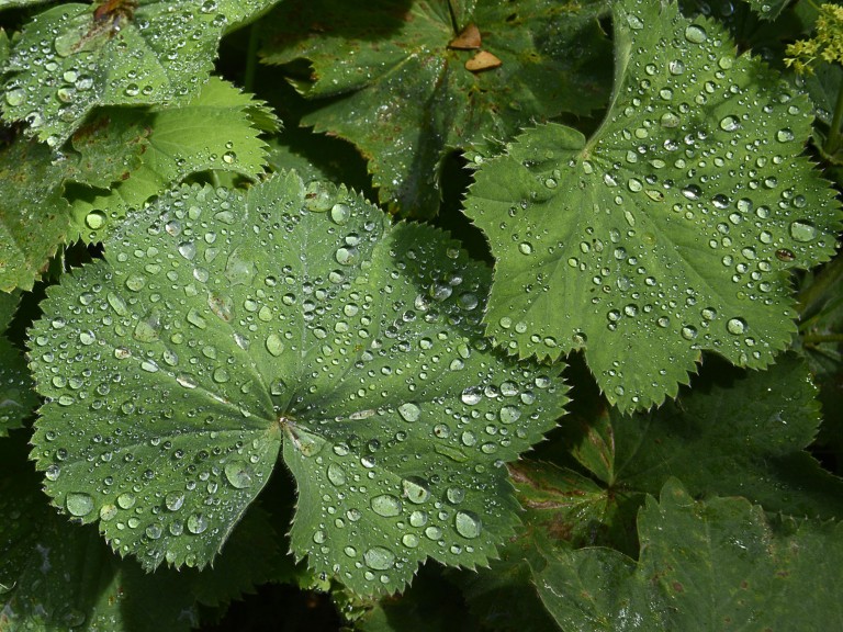 205_opg_20190731_Bretagne_Tregor_0010.jpg 205_opg_20190731_Bretagne_Tregor_0010.jpg