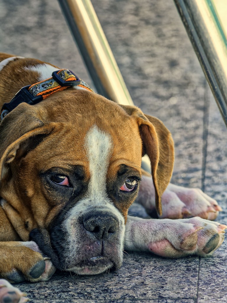 502_opg_20090726_Espagne_RegardDeChien_0101_DxO_1.jpg