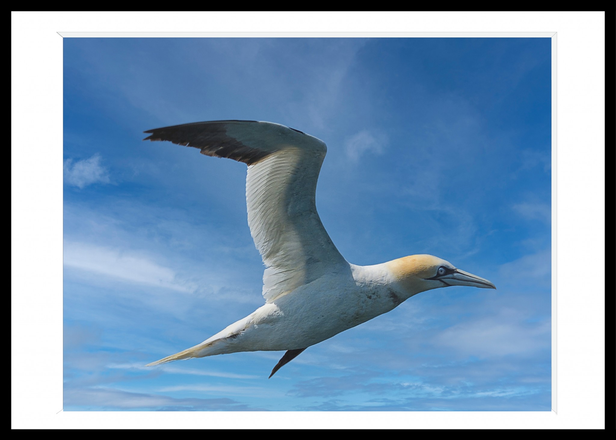 310_opg_20190802_Bretagne_SeptIles_0105.jpg