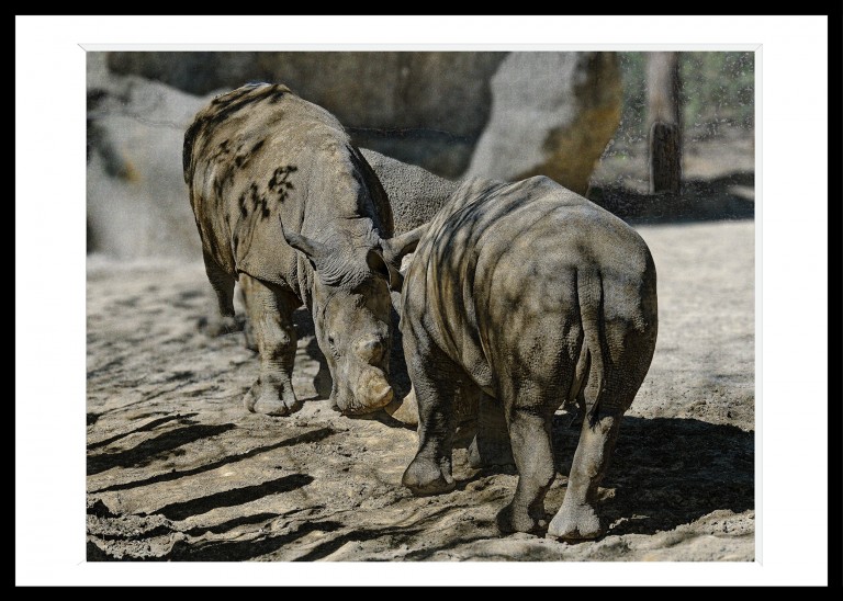 303_opg_20180424_Paris_Zoo_0104_DxO_1.jpg