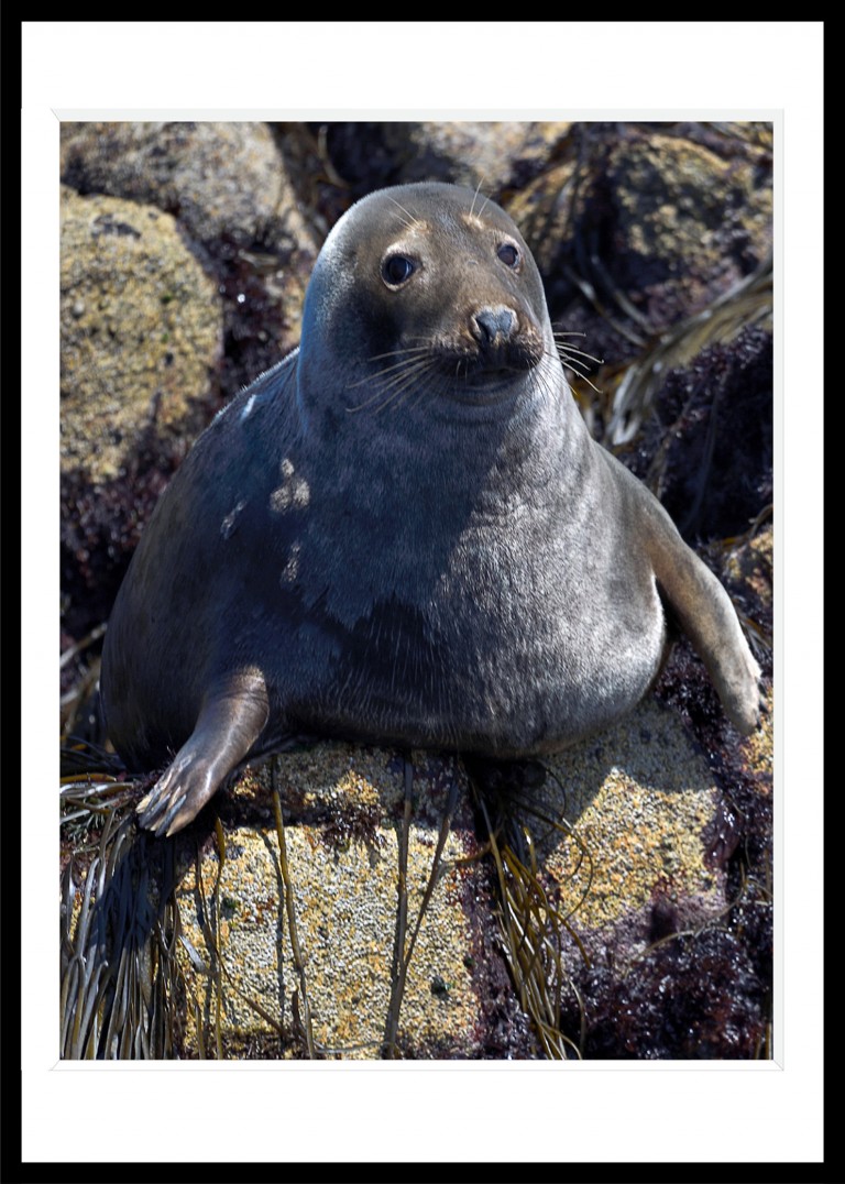 307_opg_20190802_Bretagne_SeptIles_0003.jpg