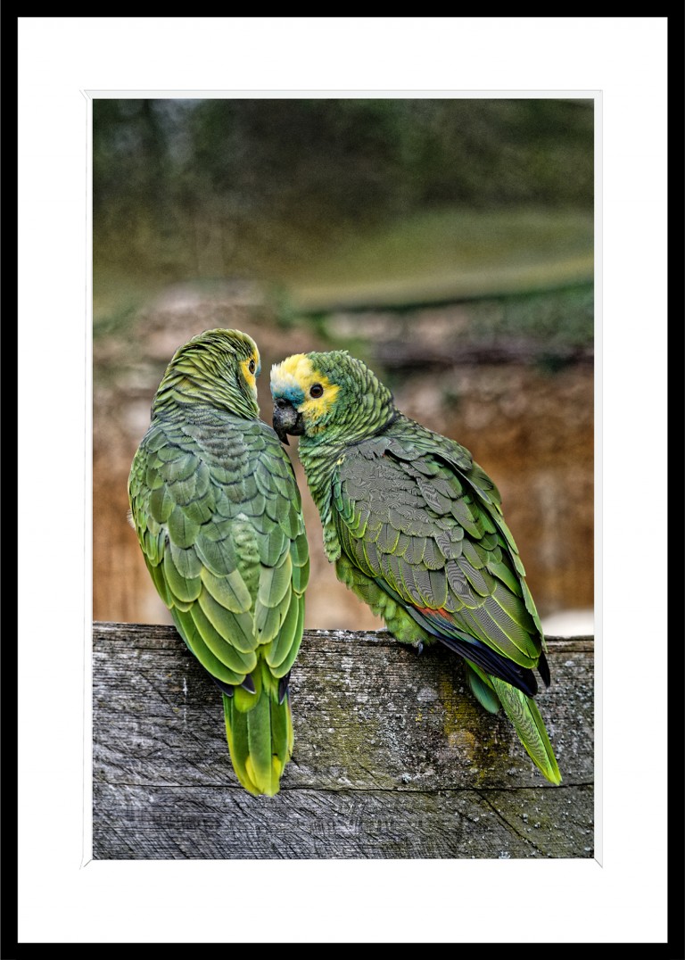 317_opg_20190410_Saumur_Bioparc_0001_DxO_1.jpg