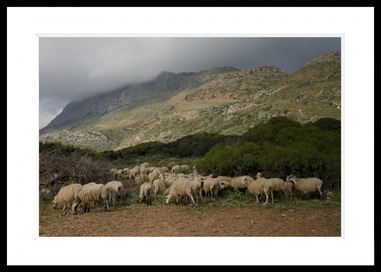 326_opg_20140426_Crete_Mouton_Troupeau_0001.jpg 326_opg_20140426_Crete_Mouton_Troupeau_0001.jpg