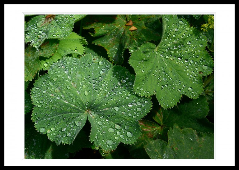 330_opg_20190731_Bretagne_Tregor_0010.jpg 330_opg_20190731_Bretagne_Tregor_0010.jpg