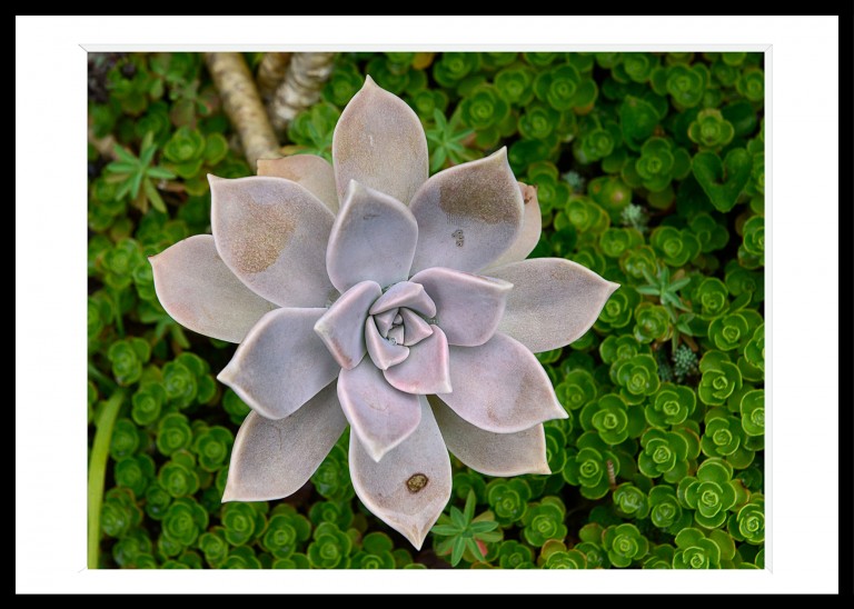 331_opg_20190731_Bretagne_Tregor_0018.jpg 331_opg_20190731_Bretagne_Tregor_0018.jpg