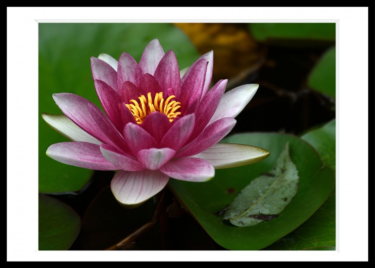 333_opg_20190731_Bretagne_Tregor_0028.jpg 333_opg_20190731_Bretagne_Tregor_0028.jpg