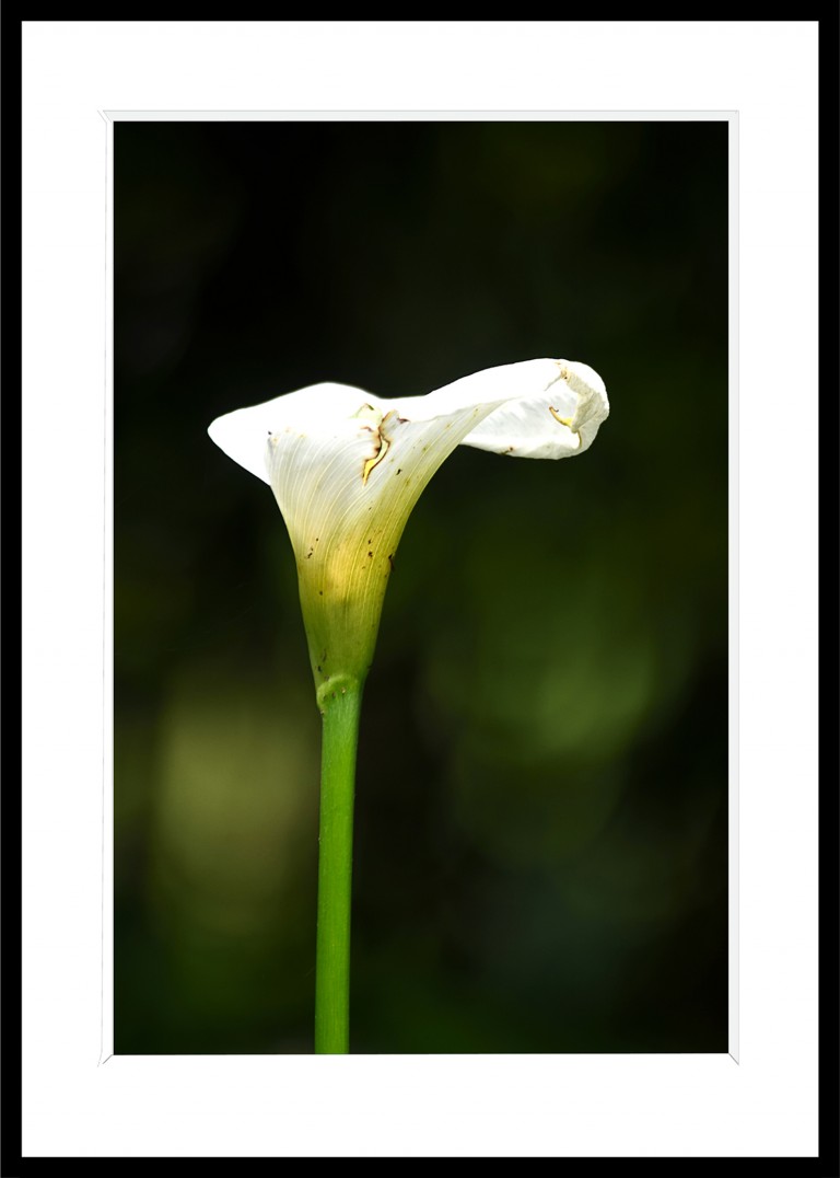 334_opg_20190731_Bretagne_Tregor_0029.jpg 334_opg_20190731_Bretagne_Tregor_0029.jpg