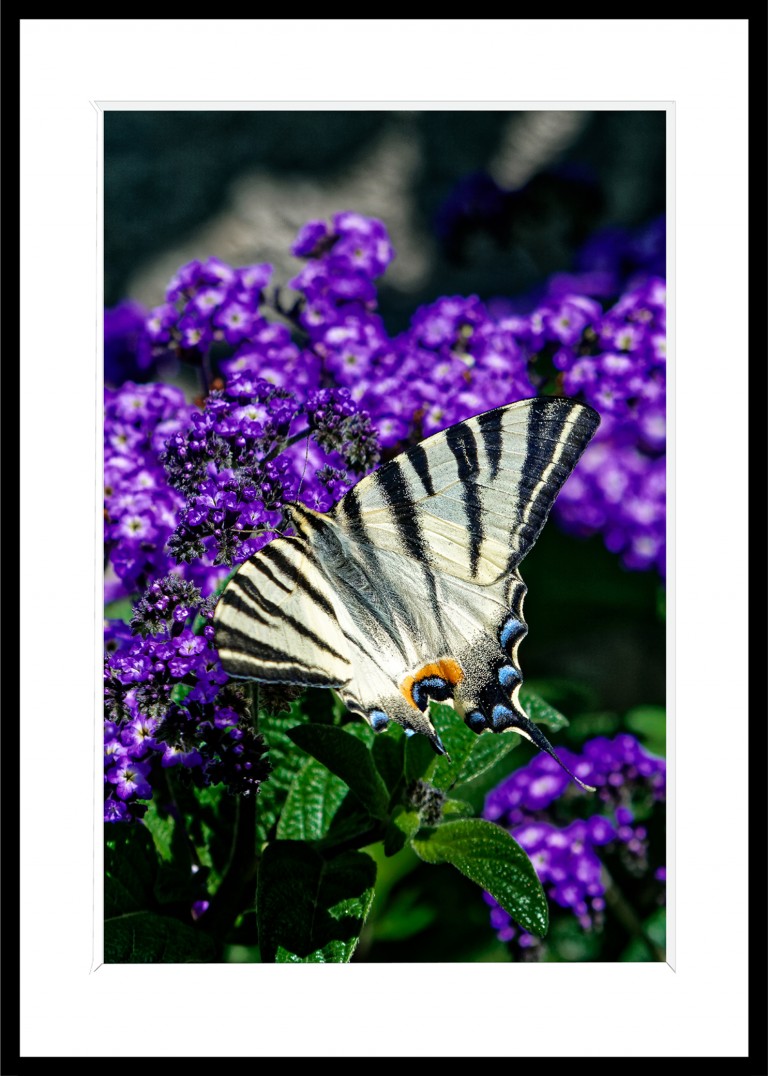 335_opg_20200720_France_Villandry_0001_DxO_1.jpg 335_opg_20200720_France_Villandry_0001_DxO_1.jpg