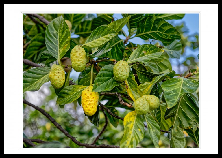 336_opg_20221228_Hawaii_Kohanaiki_0102_DxO_1.jpg 336_opg_20221228_Hawaii_Kohanaiki_0102_DxO_1.jpg