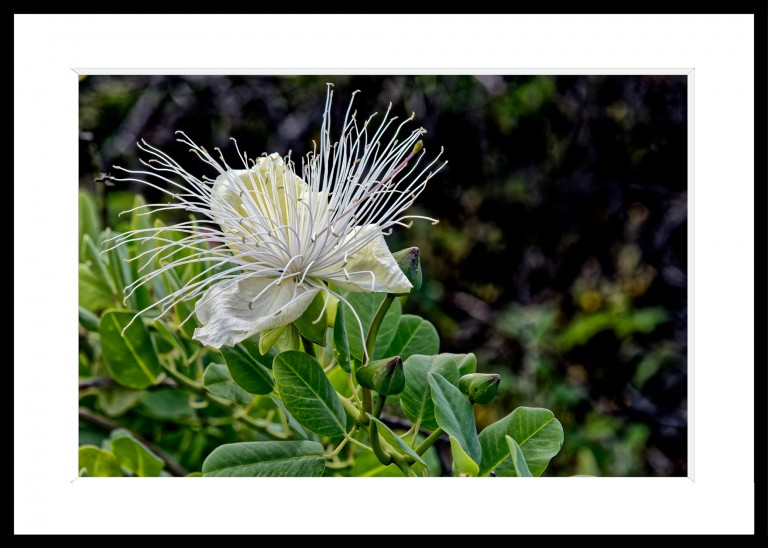 337_opg_20221228_Hawaii_Kohanaiki_0103_DxO_1.jpg 337_opg_20221228_Hawaii_Kohanaiki_0103_DxO_1.jpg