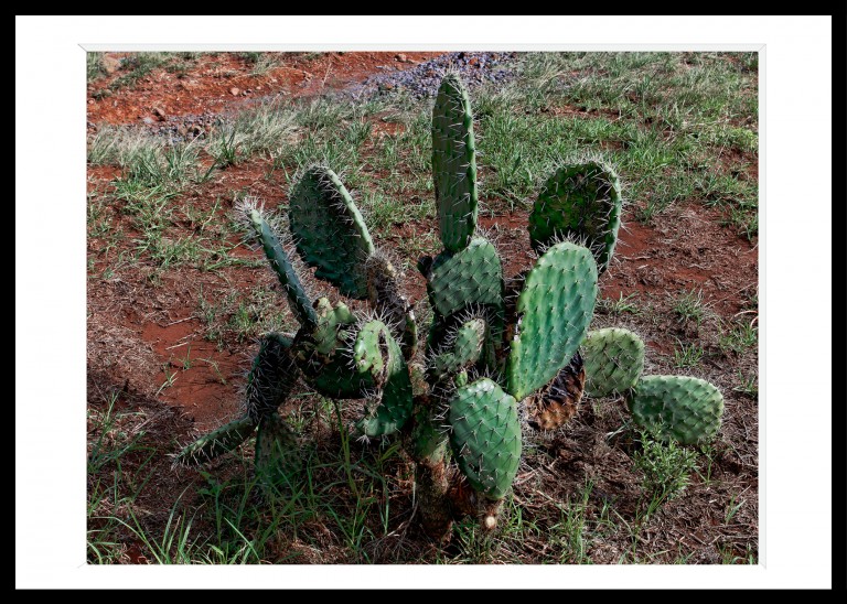 338_opg_20221230_Hawaii_Kohala_0103_DxO_1.jpg 338_opg_20221230_Hawaii_Kohala_0103_DxO_1.jpg