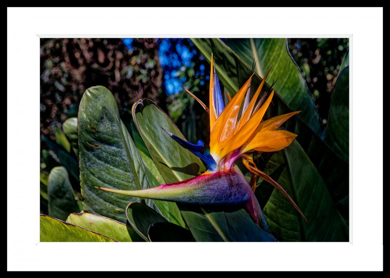 339_opg_20230102_Hawaii_Waimea_0113_DxO_1-copie.jpg 339_opg_20230102_Hawaii_Waimea_0113_DxO_1-copie.jpg