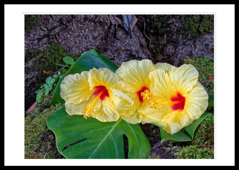 340_opg_20230104_Hawaii_Hilo_0101_DxO_1.jpg 340_opg_20230104_Hawaii_Hilo_0101_DxO_1.jpg