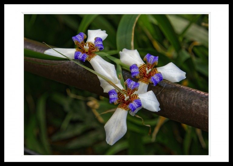 341_opg_20230104_Hawaii_OnomeaBay_0101_DxO_1.jpg 341_opg_20230104_Hawaii_OnomeaBay_0101_DxO_1.jpg