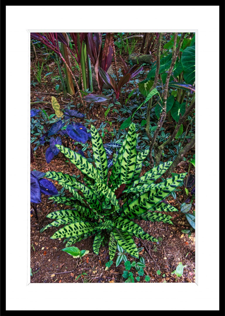 342_opg_20230104_Hawaii_OnomeaBay_0125_DxO_1.jpg 342_opg_20230104_Hawaii_OnomeaBay_0125_DxO_1.jpg