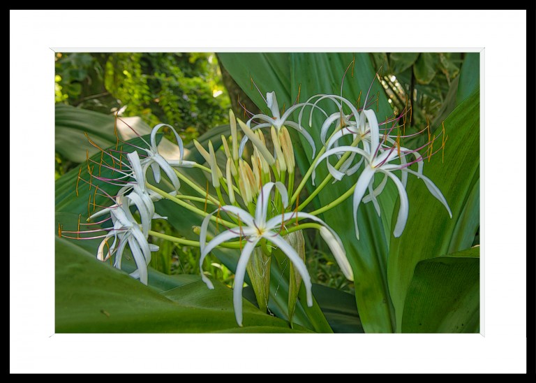 344_opg_20230104_Hawaii_OnomeaBay_0131_DxO_1.jpg 344_opg_20230104_Hawaii_OnomeaBay_0131_DxO_1.jpg