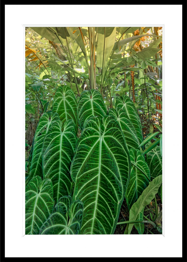 345_opg_20230104_Hawaii_OnomeaBay_0132_DxO_1.jpg 345_opg_20230104_Hawaii_OnomeaBay_0132_DxO_1.jpg