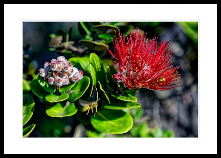 346_opg_20230108_Hawaii_VolcanoPark_Kipukapuaulu_0102_DxO_1.jpg 346_opg_20230108_Hawaii_VolcanoPark_Kipukapuaulu_0102_DxO_1.jpg