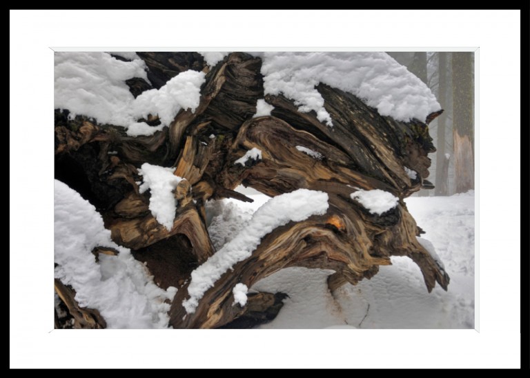 348_opg_20120414_Yosemite_RacinesSousLaneige_0001.jpg 348_opg_20120414_Yosemite_RacinesSousLaneige_0001.jpg